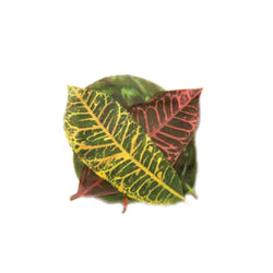 French Cheese Leaves - Tropical (Pack of 20)